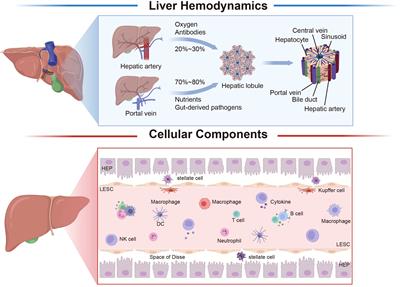 Interorgan communication with the liver: novel mechanisms and therapeutic targets